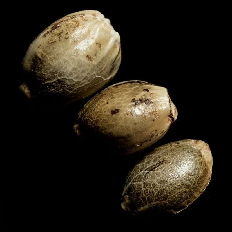 DNA Genetics - Auto Return of the Mac Cannabis Seeds - 3 Seeds Per Pack - (1 Count)